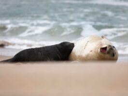 Alfredito, el elefante marino que nació y crece en una playa marplatense, bajo custodia de su madre y el municipio