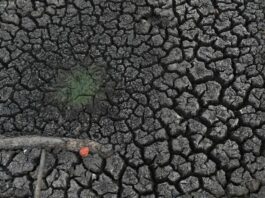 El Niño golpea con sequía a seis departamentos de Bolivia