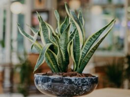 Por qué es importante tener una lengua de suegra en casa, según una experta en decoración