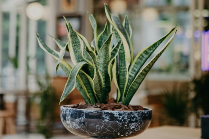 Por qué es importante tener una lengua de suegra en casa, según una experta en decoración