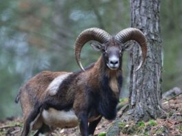 Llevaron una oveja salvaje a una isla para cazarla y más de cuatro décadas después se volvió una amenaza para el ecosistema