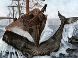 El misterioso órgano de los cachalotes que les da fuerza para hundir barcos
