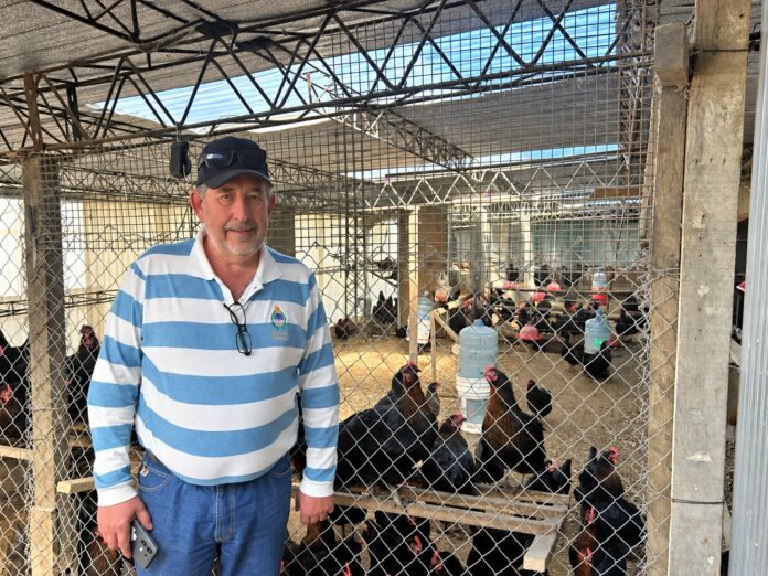 Nelson, de 62 años, produce huevos de color azul con gallinas adaptadas al frío: “Andan muy bien”