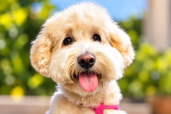 Qué alimentos son tóxicos para los perros y cuáles son las señales de alerta para llevarlos al veterinario