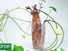 La batata que compraste en la verdulería puede convertirse en muchas plantas