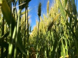 Fusariosis, la próxima amenaza para los trigos en un año con evento El Niño