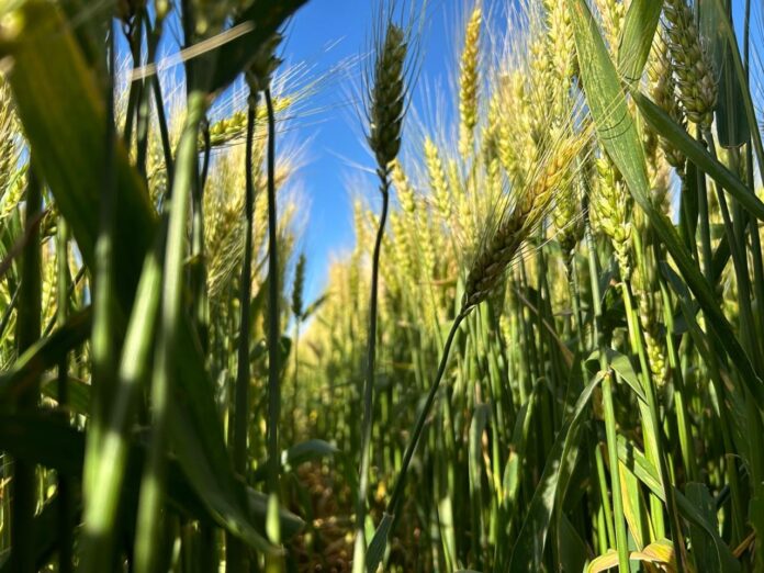 Fusariosis, la próxima amenaza para los trigos en un año con evento El Niño