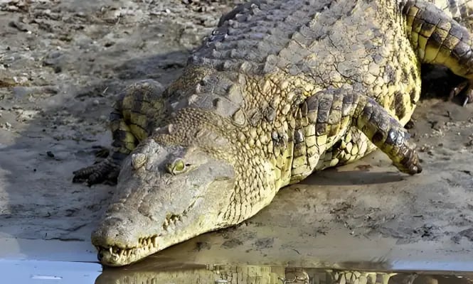 Gustave, el cocodrilo más letal del mundo que se estima que mató a más de 300 personas