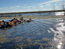 Los primeros impactos de El Niño y un debate que comienza a asomar