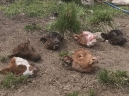 A Francisco Franco le mataron 34 animales en un mes, perdió $40 millones y decidió abandonar el campo: “No me dejan trabajar”