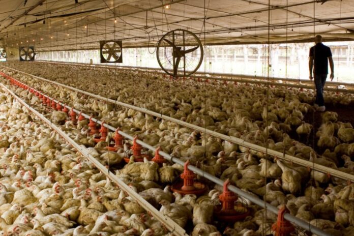Emergencia sanitaria: Brasil detectó un brote de Newcastle en una granja de pavos y México suspendió las compras de pollo