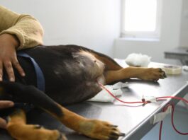 El inédito procedimiento realizado en La Plata y que marca un avance en la cardiología veterinaria