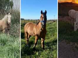 Robaron tres caballos en un barrio de La Plata y la familia pide ayuda para encontrarlos