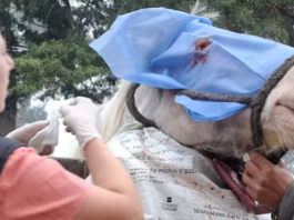 Rescatistas de La Plata salvaron a un caballo ciego que casi se ahoga en una pileta y necesita ayuda